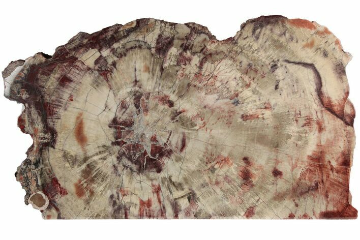 Colorful, Free-Standing, Petrified Wood (Araucaria) - Arizona #185089